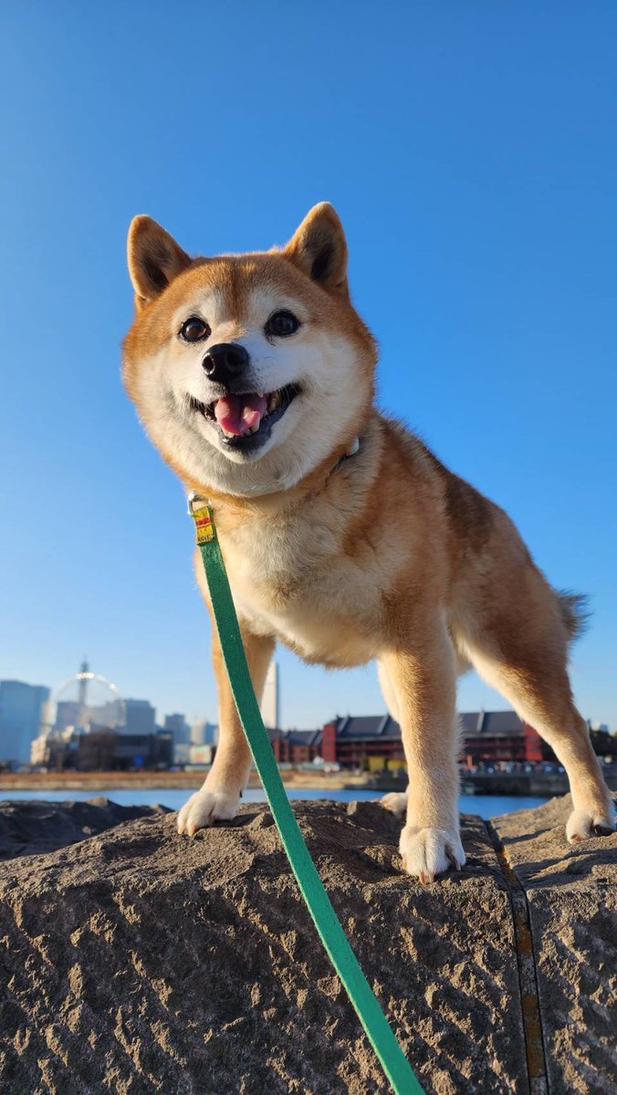 Aptas4's tweet photo. 犬、死亡。13歳3ヶ月21日。
ありがとうね https://t.co/vH6zSzqJ4o