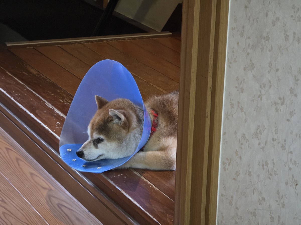 Aptas4's tweet photo. 犬、死亡。13歳3ヶ月21日。
ありがとうね https://t.co/vH6zSzqJ4o