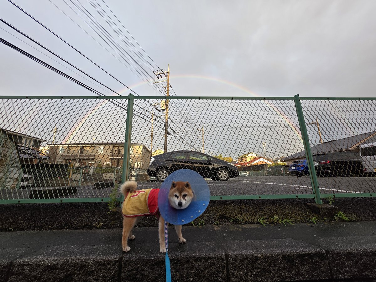 Aptas4's tweet photo. 犬、死亡。13歳3ヶ月21日。
ありがとうね https://t.co/vH6zSzqJ4o