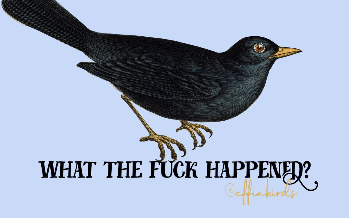 EffinBirds's tweet photo. https://t.co/25AsxhOzLh