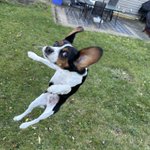 Photo by Battle Beagle (@HarmlessYardDog)