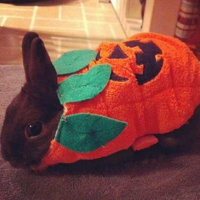 ashyaywoohoo's tweet photo. tomorrow is halloween everybunny... https://t.co/lFMvPjZsdE