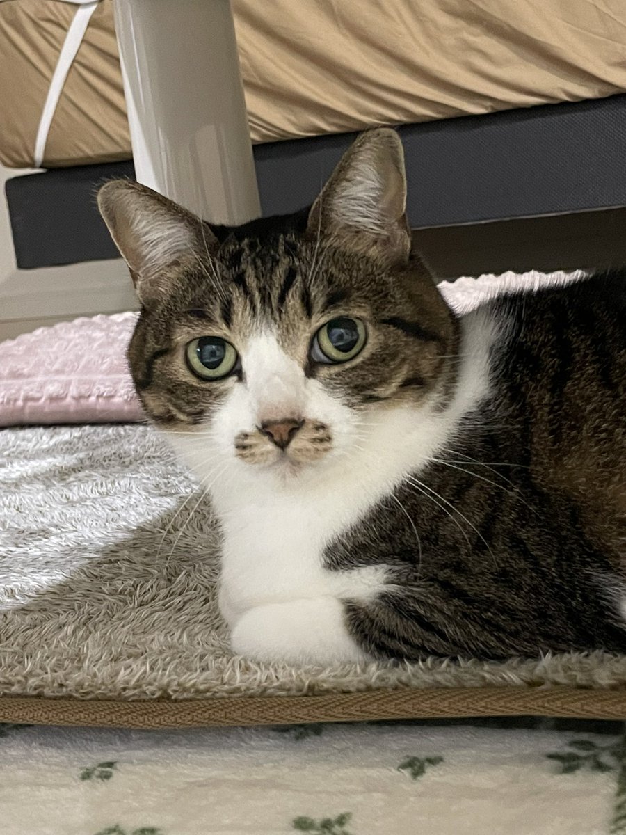 tk45292018's tweet photo. 🐱🐱🐱 https://t.co/TQ8SRtFbfb