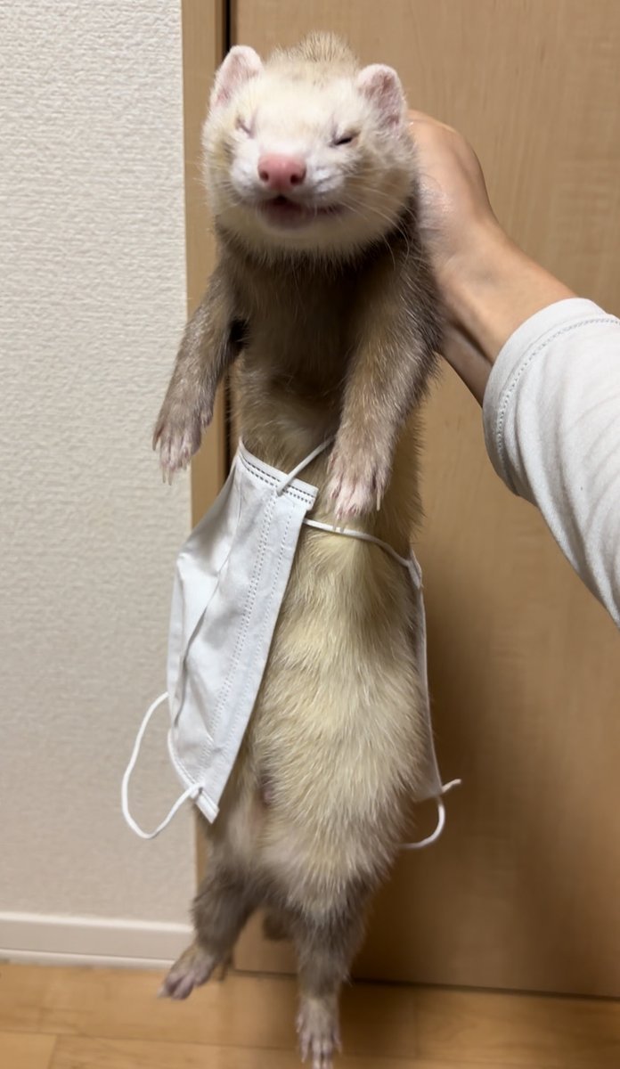 anpans_bakery's tweet photo. なんか静かだと思ったらマスク荒らしマン😾❗️なんかおしゃれに着こなしてる https://t.co/gP85wvXt3b