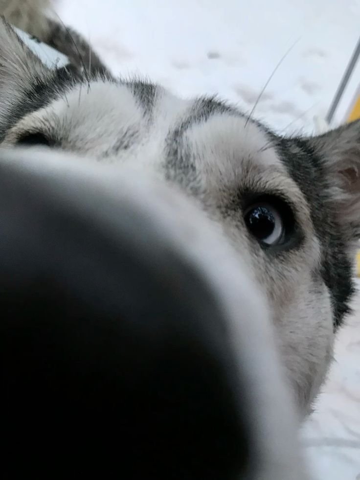 TRAILGONECOLD's tweet photo. ⠀
tugarin says hello.
⠀ https://t.co/IBqAvdLNmq