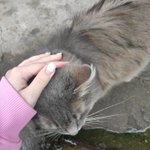 Photo by 🫟пані киця gone tired🫟 (@kittyzht)