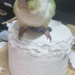 Photo by 완두가포동~🦜 (@wandybread)