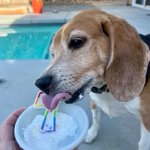 Photo by Beagle Freedom Project (@beaglefreedom)