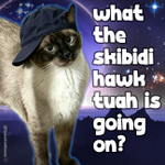 Photo by SpaceCatMemes👾 (@SpaceCatMemes)