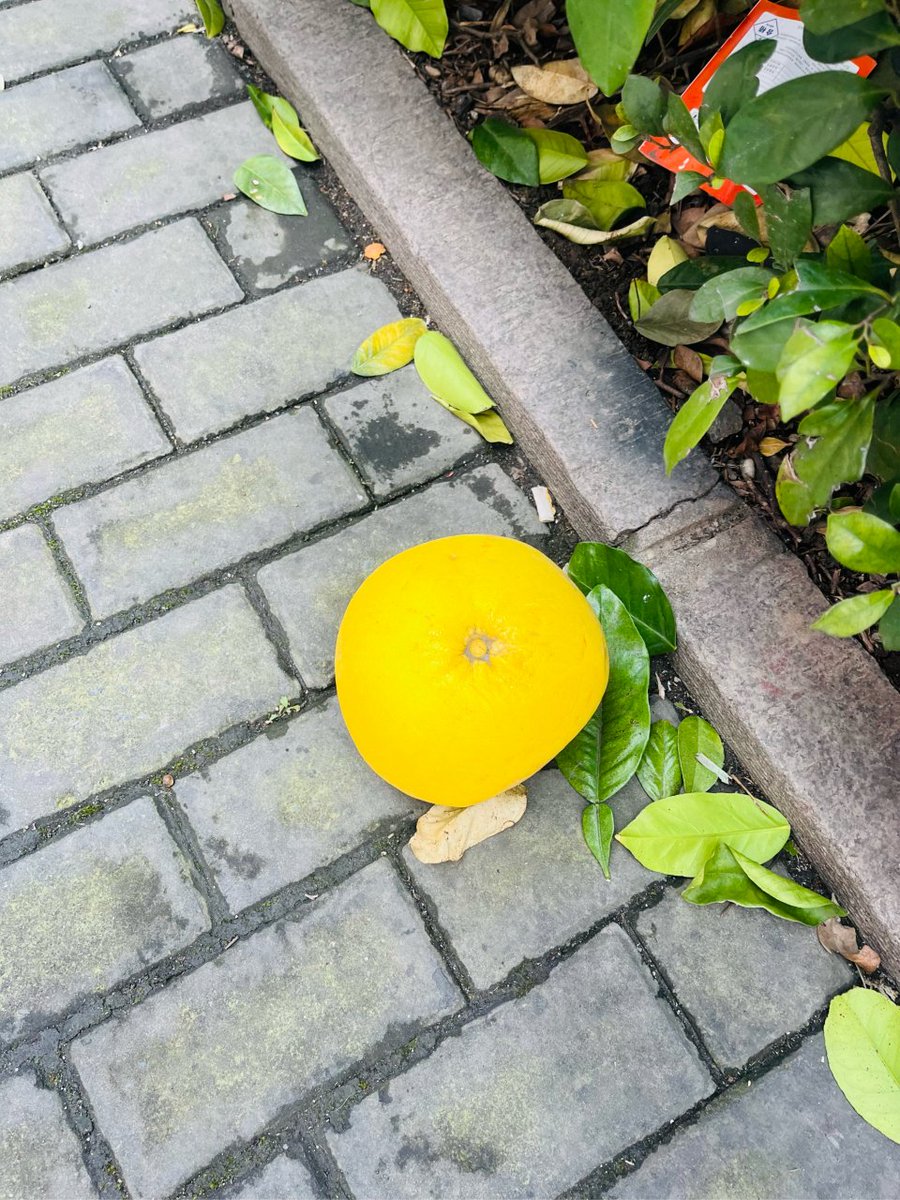 7gg0n's tweet photo. [今週は頻繁に堑に転がる橙を踏み、笑顔の一日を！]， https://t.co/Yg68nPBJKf