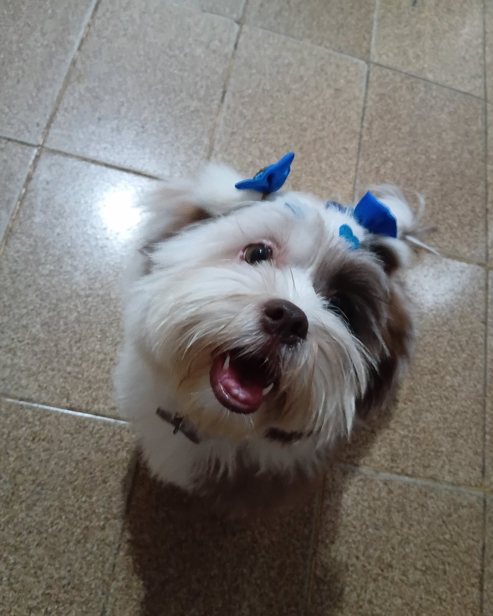 M3ssmer_02's tweet photo. @thunder_130 QUE BONITINHOOOOO. Eu tenho uma pequenina:] https://t.co/YI6GVj82qu