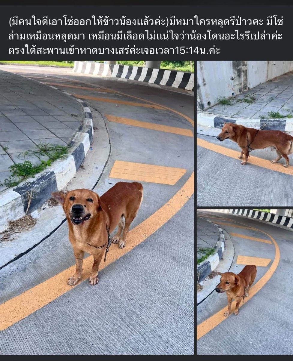 Madeemajer's tweet photo. ฝากแชร์ ใครพบเจอจับน้องไว้ให้หน่อยไม่ดุชื่อรถถัง ล่าสุดมีคนเจออยู่ที่วัดใหม่อยู่สงัดและแถวหน้าหมู่บ้านซันเพล์ บางเสร่ สัตหีบ ห่างจากบ้านไป 19 กิโล หมามีเจ้าของอยู่ชัยพฤกษ์2  เจ้าของบอกมีพวกมิจฉาชีพมายิงยาสลบไป เจ้าของตามไปที่บ้านคนเอาไป เขาบอกหมาหลุดไปแล้ว เบอร์ติดต่อ:062-3310802 https://t.co/W0PxmZs8bC