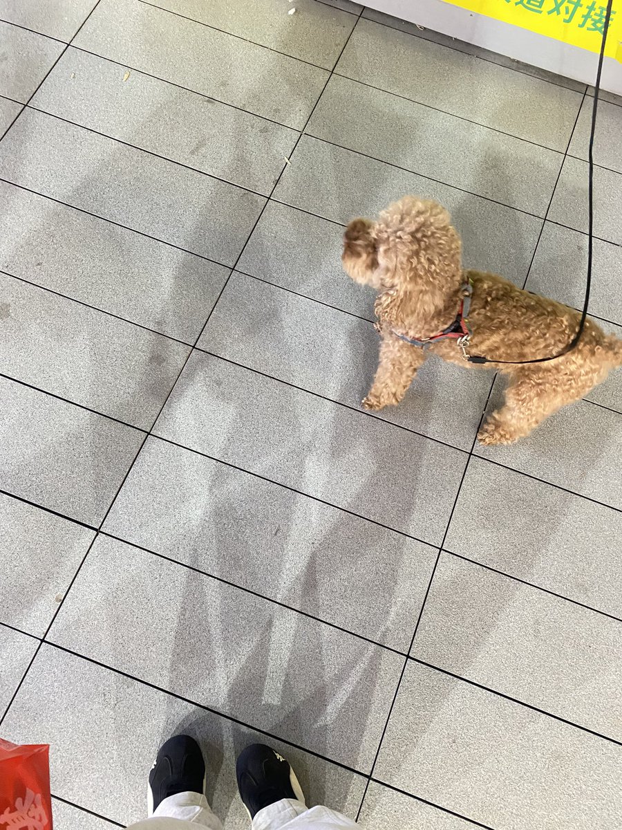 ADEVIL01777's tweet photo. 泰迪比熊简直是最可爱的狗狗 我蹲下之前就开始疯狂摇小尾巴 蹲下之后就直接钻我怀里来了 好可爱好萌好乖巧 https://t.co/FQZpm5XwKA