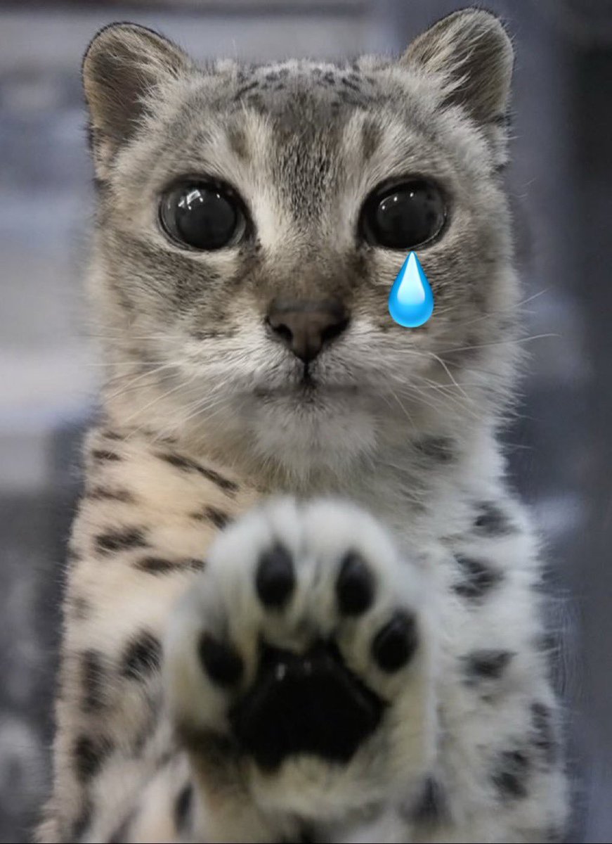 Mishiroku's tweet photo. @cassgiocata no ame dont cry😢 https://t.co/OhpbuEkkPn