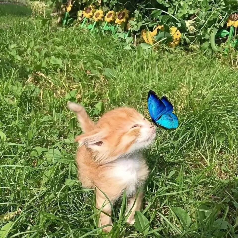 PunchingCat's tweet photo. https://t.co/MzRlgpbRAR