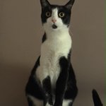Photo by 👌🦾FELLASTIC😻😼🇭🇺🇪🇺 (@Fellastic)