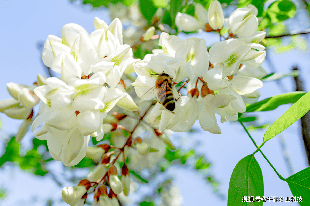ritsu_yanagi's tweet photo. [秘称槐（ひしょうかい）の花を見つけた！白くてふわふわで、秋のはじまりを感じるな]， https://t.co/nt1GDEpl4a