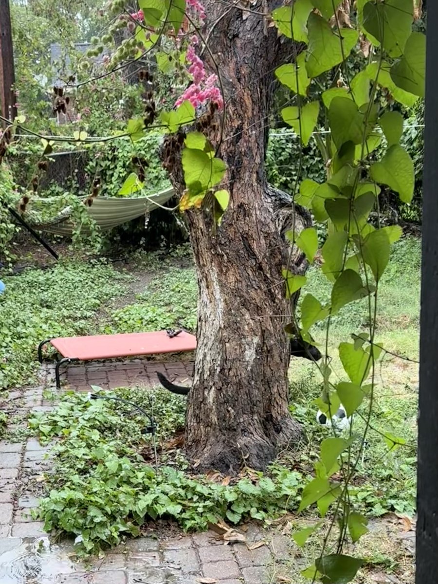 chlorasept1c's tweet photo. the way Nova will move behind the tree if I’m in the yard with her so I can’t see her poop https://t.co/1nUzE2TuXJ