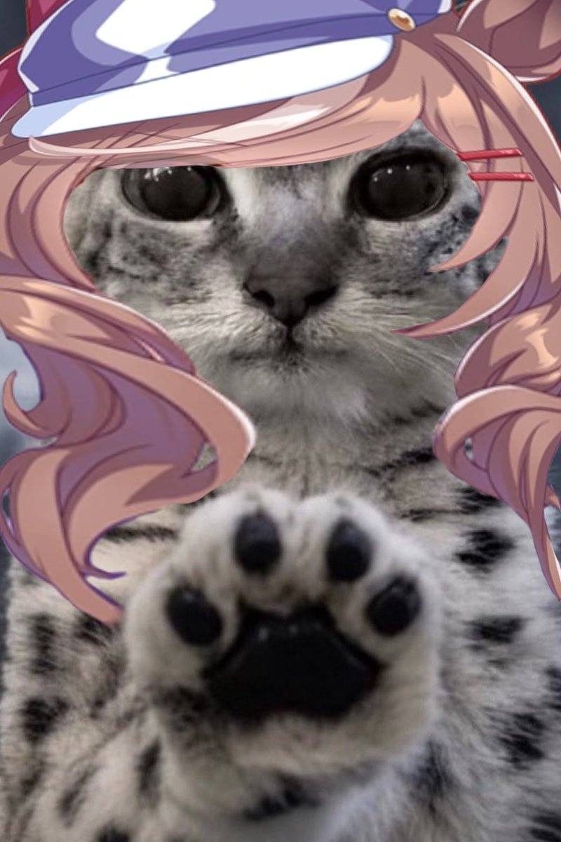 CavesCliffs's tweet photo. *paws at you* Mambo 
*paws at you* Mambo
*paws at you* Mambo
*paws at you* Mambo
*paws at you* Mambo
*paws at you* Mambo https://t.co/22DyvgUJeg
