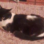 Photo by ΛBBY! || NEFER CHARTS 🐈‍⬛ ( i Dahlia ) (@NeferQueer)