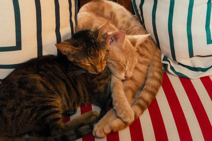 Las siete ventajas de adoptar un gato sin raza
