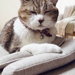 Photo by ねこ🎰🐱🥁 (@northriver777)