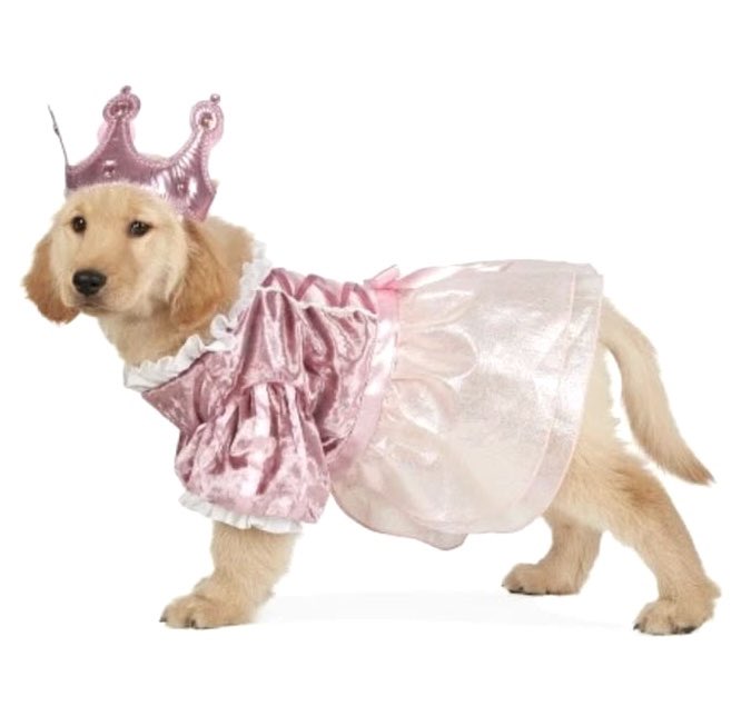 heartipink's tweet photo. dogs in costumes that i found cute https://t.co/ziafxJOnVJ