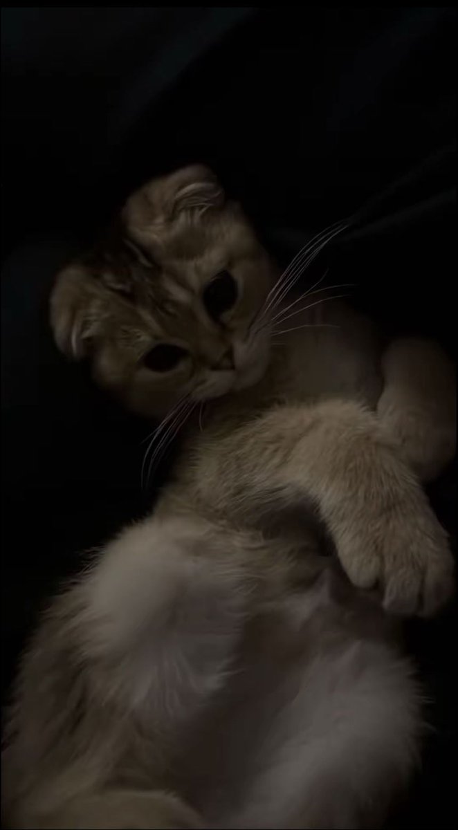 rollliiio's tweet photo. My baby🥺 . https://t.co/CoKrMEM44P