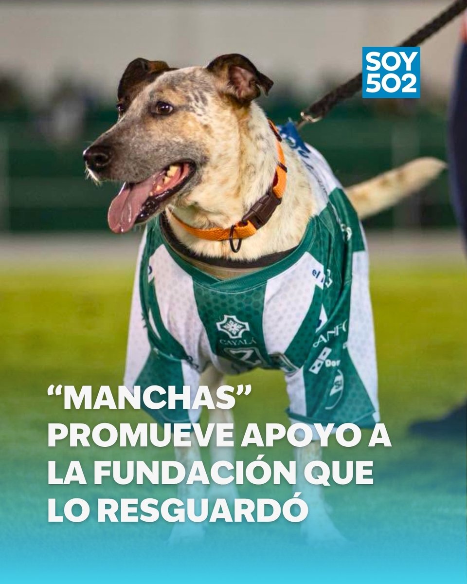 Así luce Manchas, el perro que se hizo famoso en época cuaresmal