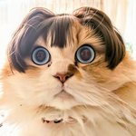 Photo by Momo-chan（料理🍳と猫😺が中心の雑多垢） (@TChan831)