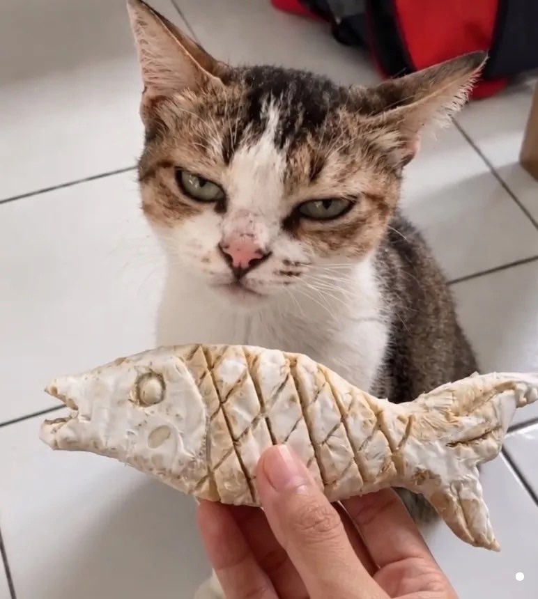 TanyarlBase's tweet photo. 💚 🐈: nyawit nih orang https://t.co/vVghUlFQDe