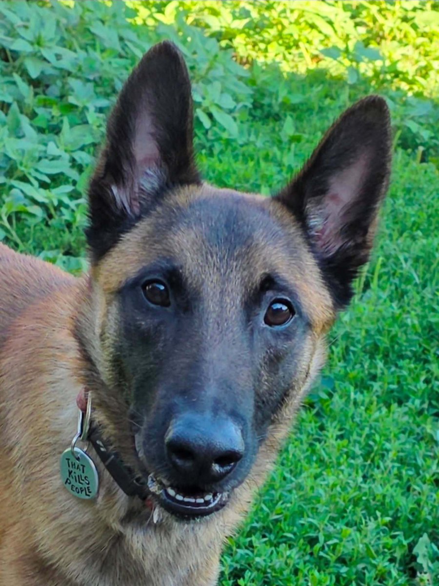 vot_eto_pizdets's tweet photo. Captain Chaos is three today #malinois #dogs #birthday https://t.co/kuuAzXRZyP