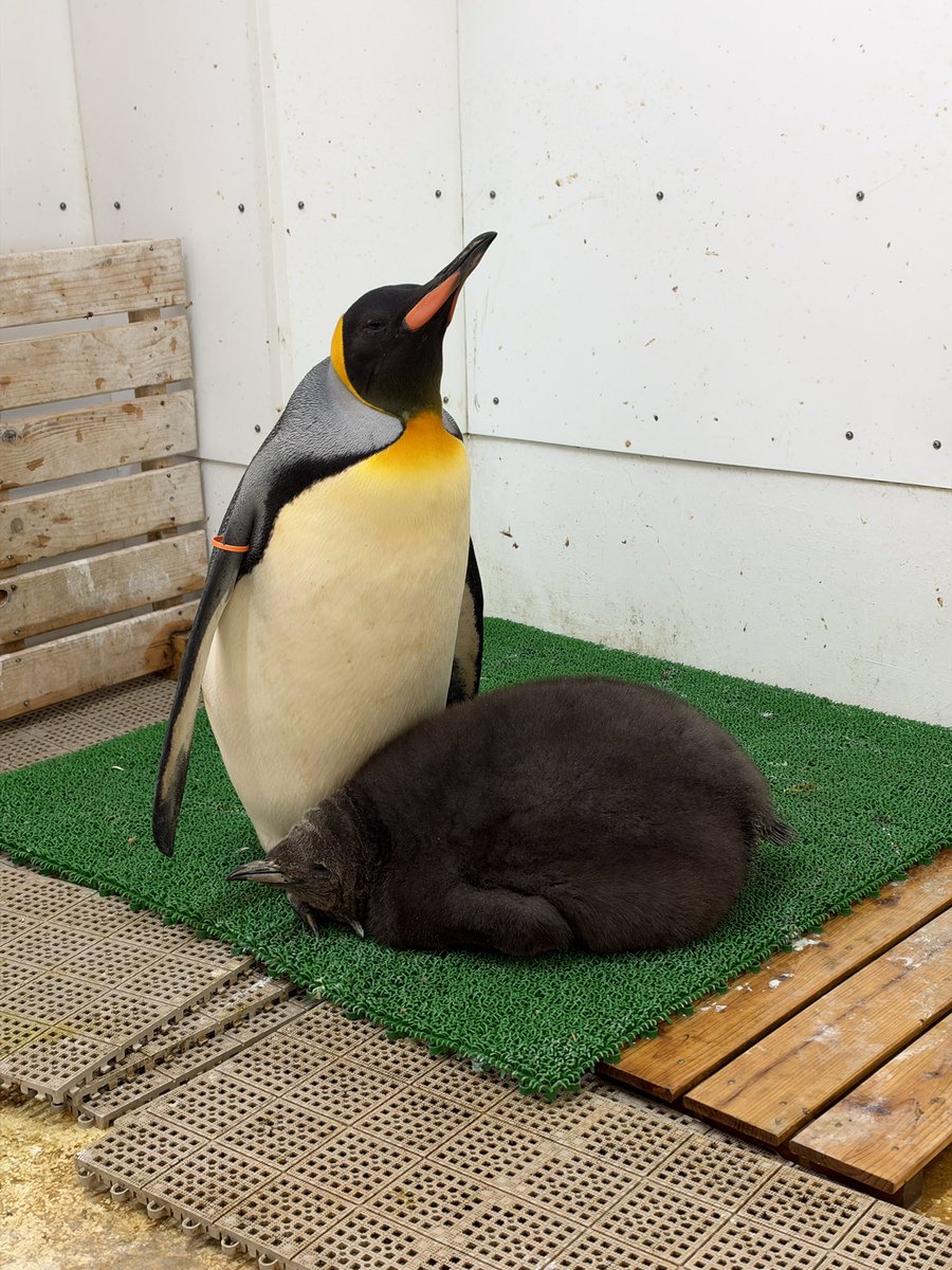 marinepark_nixe's tweet photo. キングペンギンのヒナ、本当に大きくなりました🐧
　　　9月21日                   10月29日
#登別マリンパークニクス https://t.co/yFw6Ttm1TK