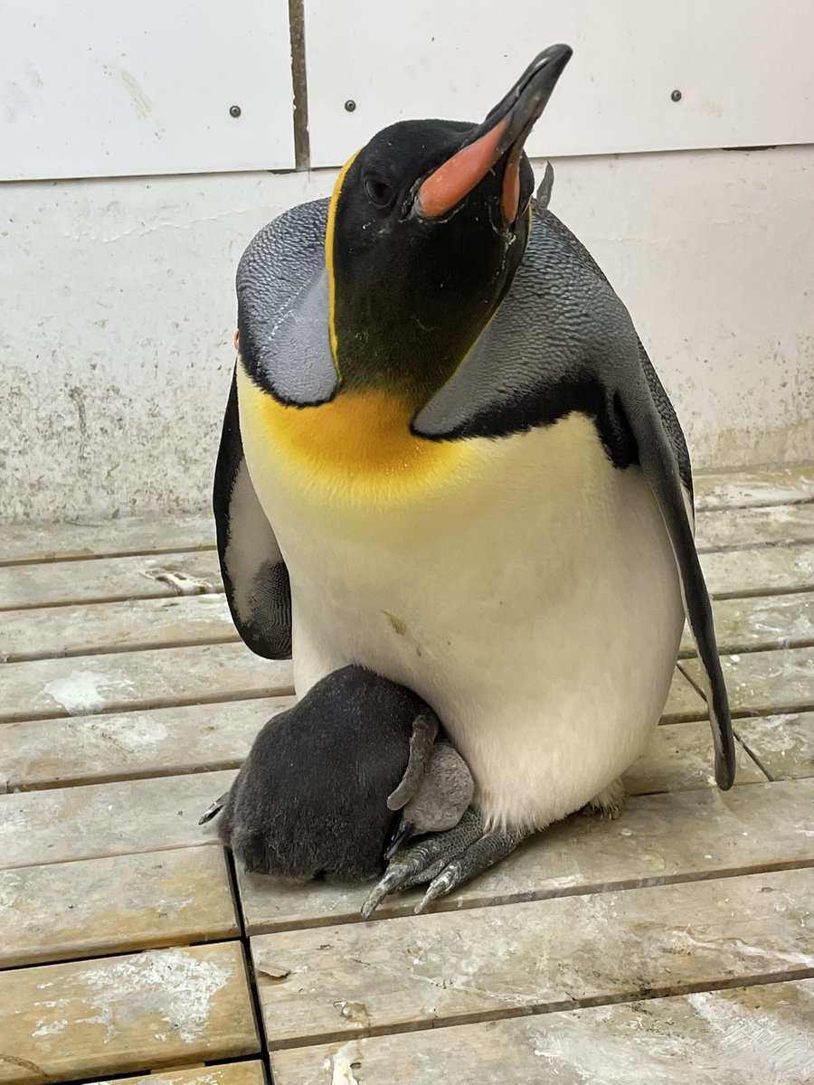 marinepark_nixe's tweet photo. キングペンギンのヒナ、本当に大きくなりました🐧
　　　9月21日                   10月29日
#登別マリンパークニクス https://t.co/yFw6Ttm1TK