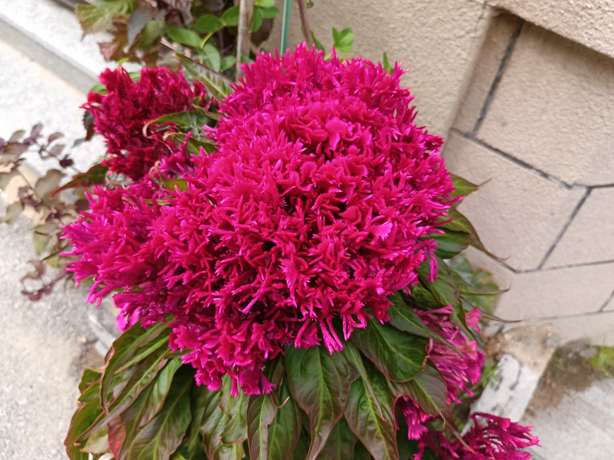 qqqqqqqqq9cr9's tweet photo. 「蚜が垂れる蔓、媚びる花、倍の愛で眺める季節。」（翻译：蚜虫垂挂的藤蔓，谄媚绽放的花，怀着加倍的爱意凝望的季节。）， https://t.co/b7BdOaBJJz