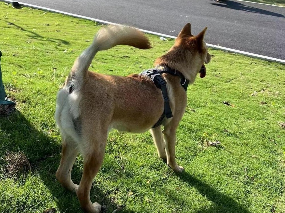 xxsxxhxxmxx's tweet photo. 「昼下がりの公園で、突如現れた獰猛な犬に吠えられ、窘められる僕。焉々（えんえん）と動けずに立ち尽くすだけだった。」 https://t.co/ftVTVfmORV
