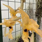 Photo by MicroTomPlants (@MicroTom0120)