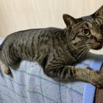 Photo by 多幸🐈プロフ見てね🐈‍⬛固定ポストは拡散希望🐾 (@camillo7)