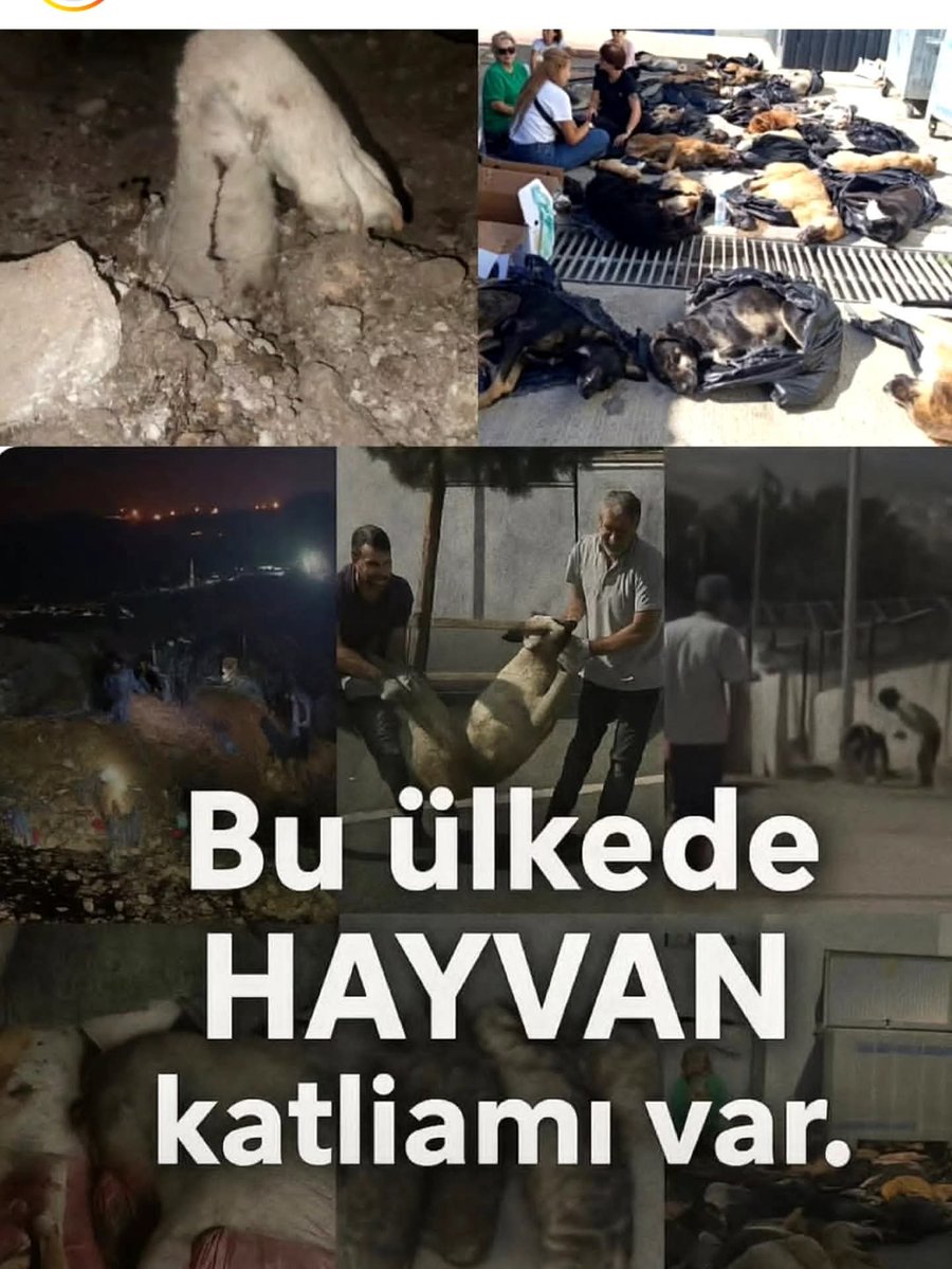 Nez_klk's tweet photo. Sadece bütçe ayırmak için kısırlaştırma yapmayıp öldürme yolunu seçenin insanlığını sorgulaması lazım.
Çare öldürmek değil!
çare sokağa, ormana, araziye başı boş bir şekilde bırakmak da değil!
 Yaşam alanlarını ellerinden alıp özgürce yaşama haklarını gasp edildikleri için bu hayvanlar 
kapatıldıkları barınak denen çöplükte açlıktan ölüyor, hayatta kalanlar ölülerini yiyor; yada çalışanlar vicdansızca katlediyor.
