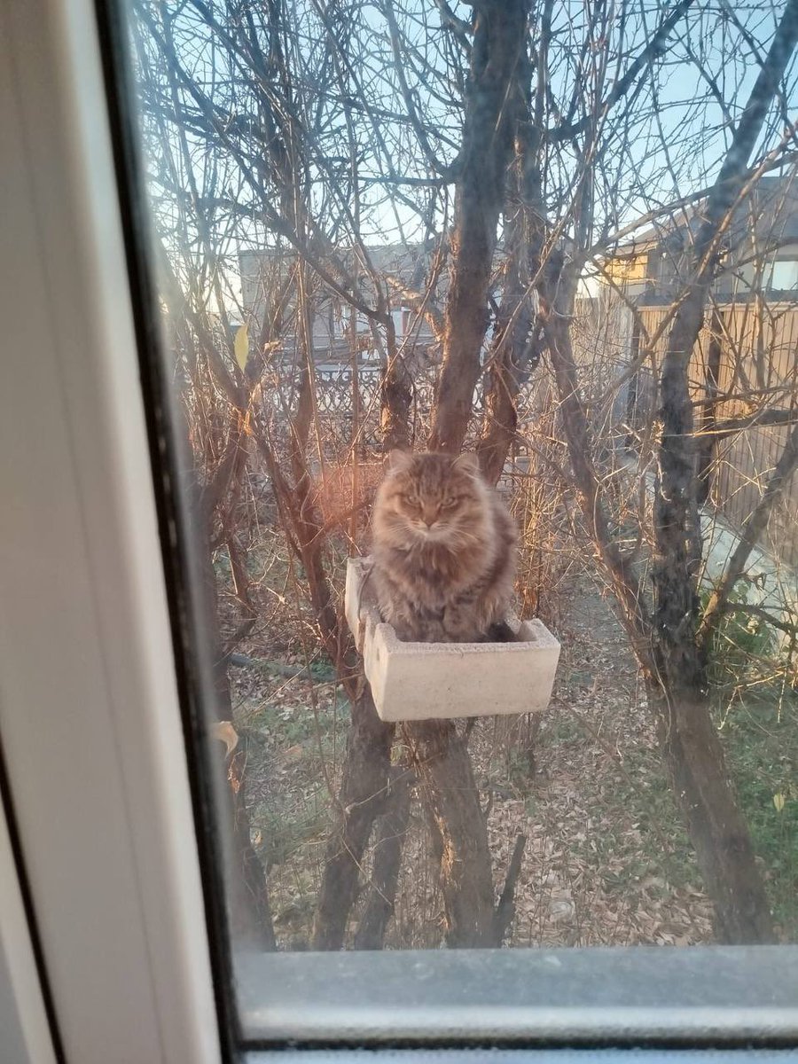 livelyflowerr's tweet photo. дедушка сделал кормушку и бабушка прислала фотографию https://t.co/SWo5C2X4CF