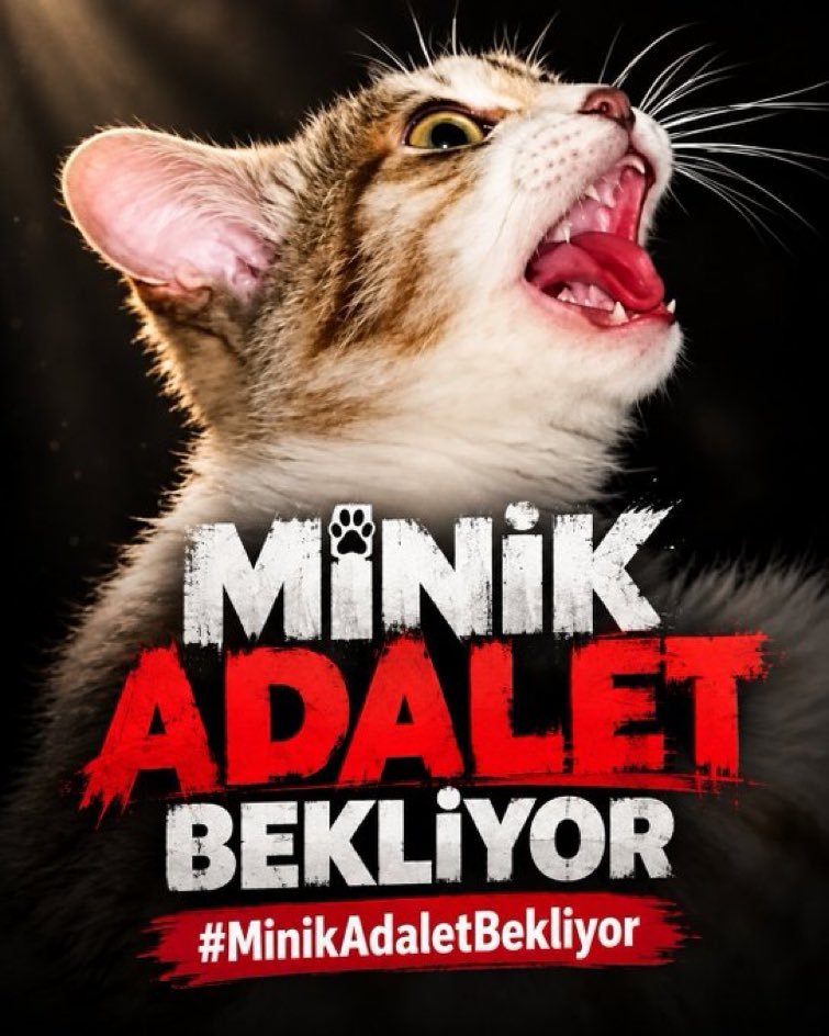 GulsahDuy's tweet photo. Unutma,unutturma!! 
55. gün geçti 😿

#MinikİçinAdalet 
#MinikKediyiUnutmadık https://t.co/Fy90GIDQv3