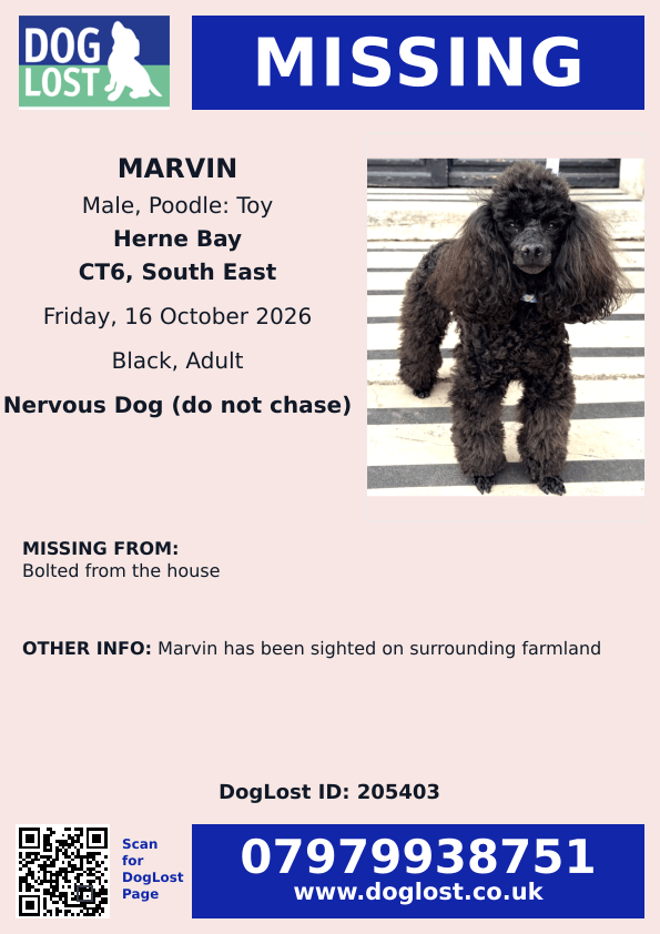 millypod1's tweet photo. 🆘16 OCT 2026 #Lost Marvin #ScanMe
Poodle: Toy Male. Nervous Dog (do not chase)
Wearing lilac collar with daisies and small red flowers
Bogshole Road #HerneBay #Kent #CT6
https://t.co/2JFj25uf6X https://t.co/ipIjYwsJC3