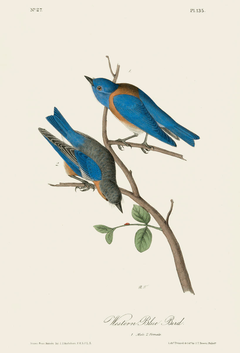 bandy1803's tweet photo. Western Bluebird, John James Audobon, c.1840 https://t.co/Tz8uu81AV7