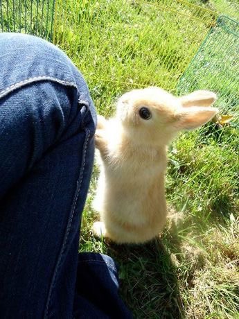 flutterbunbun's tweet photo. attention pls >_< https://t.co/OovTeg8BxU