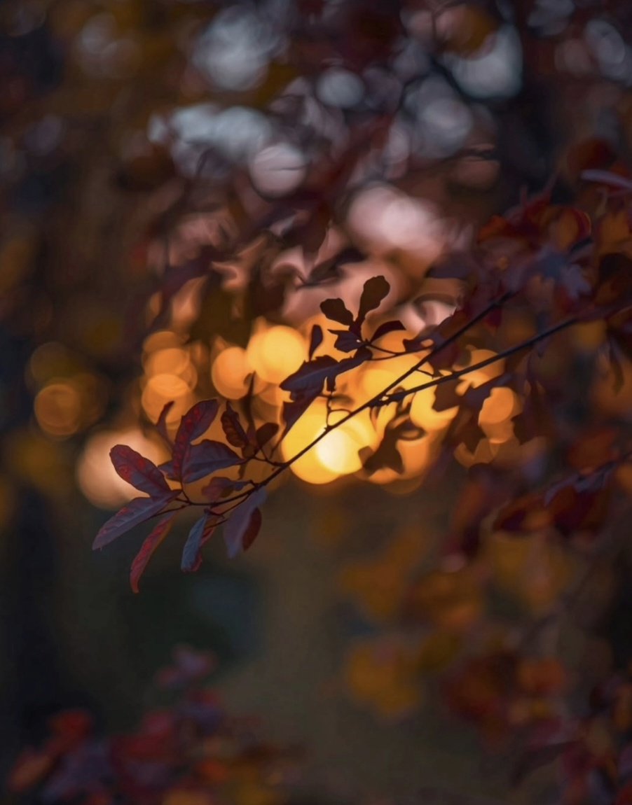 Elif_diye_1i's tweet photo. "Kahverengi dallara yeşil elbise giydiren Mevla, bizim de olmazlarımızı oldurur bir gün."
#MutluAkşamlar ☕
#19Ekim 🌦️
#Huzur 🍂 https://t.co/7SSjzV77ho