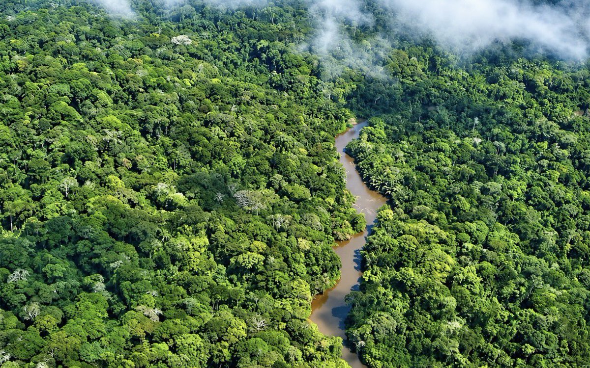 EcoRealityDrc's tweet photo. RDC : la survie de l’okapi menacée par la dégradation des forêts de l’Ituri

Célébrée le 18 octobre, la Journée mondiale de l’okapi rappelle l’urgence de protéger cette espèce emblématique, endémique de la République démocratique du Congo.

Vivant dans les forêts tropicales denses, l’okapi (Okapia johnstoni) dépend directement de la préservation de son habitat.

Des menaces persistantes en Ituri

Selon les informations examinées par l’UNESCO en 2026, la Réserve de faune à okapis reste confrontée à plusieurs pressions : exploitation minière, braconnage, déforestation et insécurité.

La perte annuelle de couverture forestière dans la réserve serait passée d’environ 3 000 hectares entre 2000 et 2019 à 4 000 hectares entre 2020 et 2024, selon les données communiquées par les autorités congolaises à l’UNESCO.

Protéger la forêt, c’est aussi protéger les communautés

La conservation de cet écosystème doit également prendre en compte les droits, les connaissances et la participation des communautés locales et des peuples autochtones.

Pour ÉCO RÉALITÉ DRC, sauver l’okapi exige des actions concrètes : lutter contre les activités illégales, préserver son habitat et renforcer le suivi scientifique de l’espèce.

Notre appel : aux autorités congolaises, à l’ICCN et aux partenaires de conservation, renforçons la surveillance de la réserve et publions régulièrement des résultats vérifiables sur l’état des forêts et la protection de l’okapi.

Protéger l’okapi, c’est préserver un patrimoine naturel que la RDC est seule à abriter à l’état sauvage.

Sources : UNESCO, état de conservation 2026 de la Réserve de faune à okapis.

@UNESCO @UNESCO_fr @TheWCS @WWF @IccnRdc @Minenvrdc @Medd_nec

#EcoRealiteDRC #Okapi #Biodiversité #Ituri #RDC