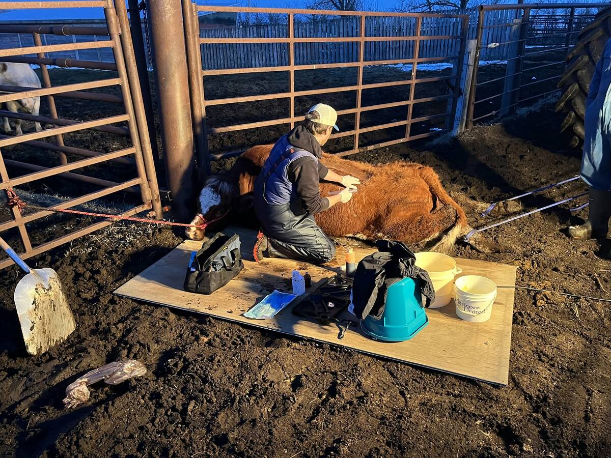 farmtario's tweet photo. Got downer cows? Double-check their feed. https://t.co/RI1zP05pEq https://t.co/Y4POocNWtJ