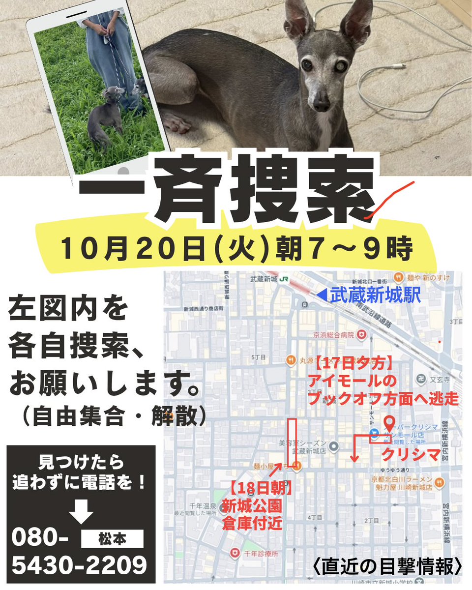 auooiio's tweet photo. 【拡散希望・明朝チェルシー一斉捜索🐕】
📅 10月20日(火) 7:00〜9:00 📍 武蔵新城駅南口周辺
明朝、できるだけ多くの方にエリア内を自由に歩いていただき、チェルシーとの遭遇機会を増やしたいと考えています。
集合不要・途中参加・途中退出自由
見つけても決して追いかけないで！ #迷子犬 #迷い犬 https://t.co/asRgUJwKOC
