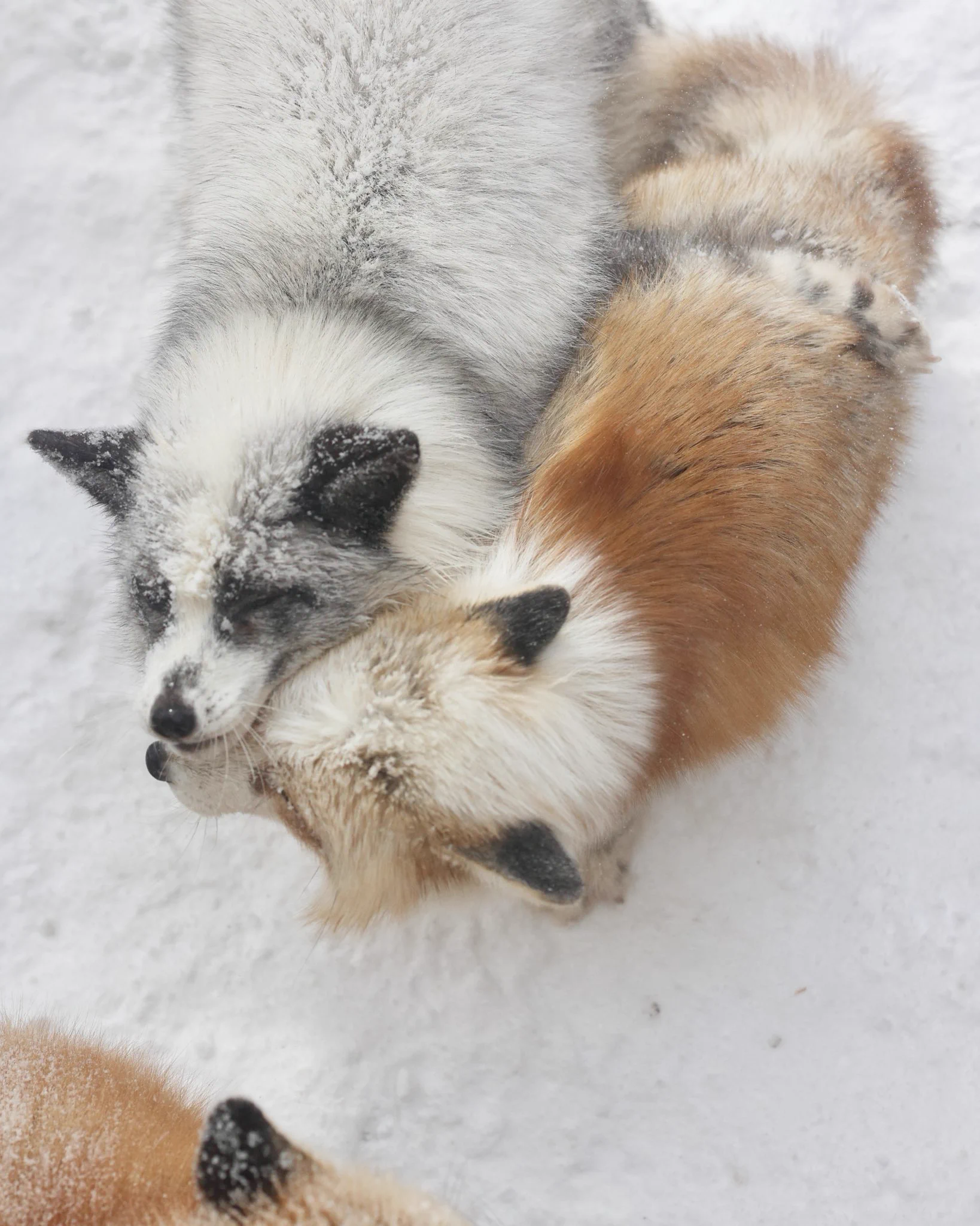 ArcticaTheFox🍉 on X: 