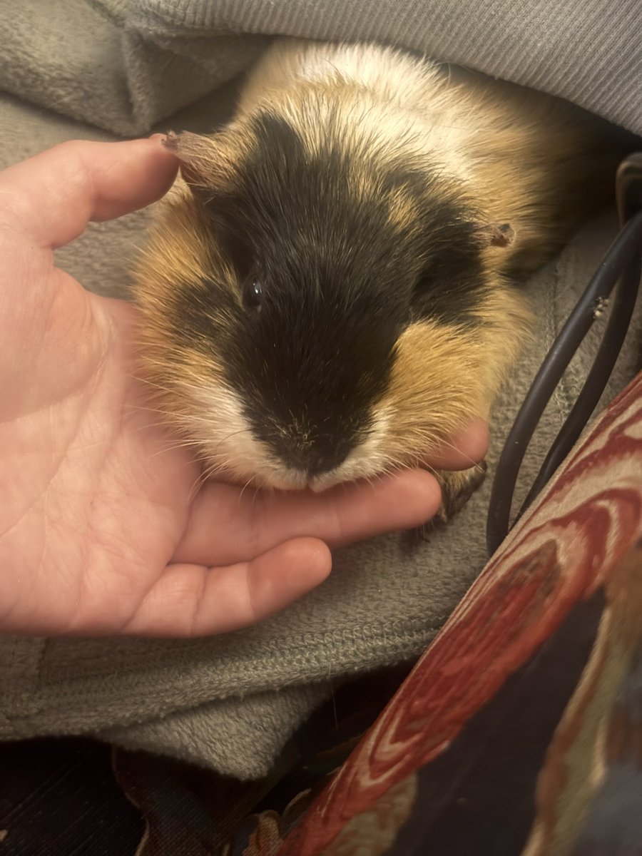 puffpuffponcho's tweet photo. my guinea pig passed last night :( she was almost 7 years old https://t.co/IfGxYFvG0J